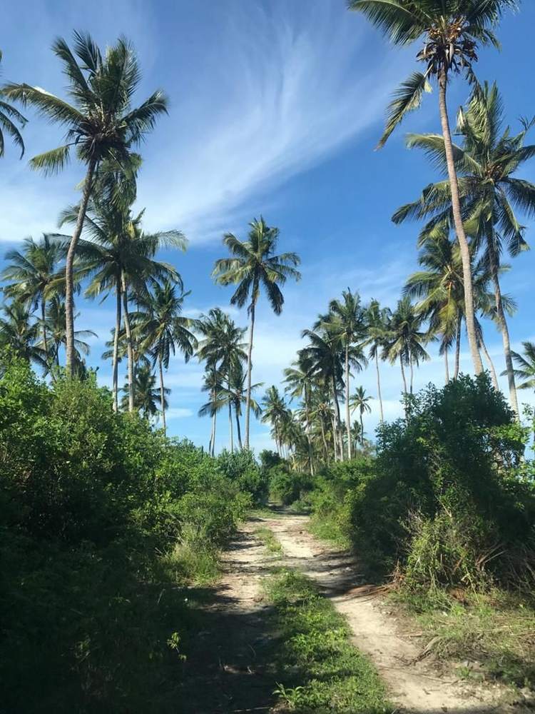Palm-lined land in Zanzibar